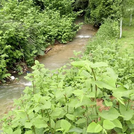 Forest Stream Visoko