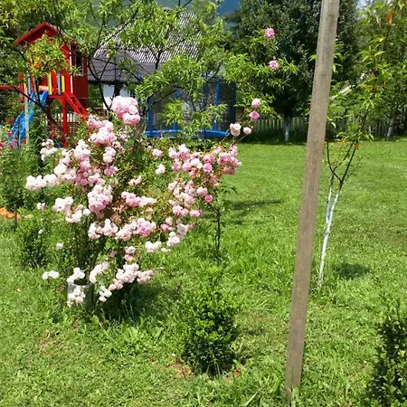 Forest Stream Dom wakacyjny